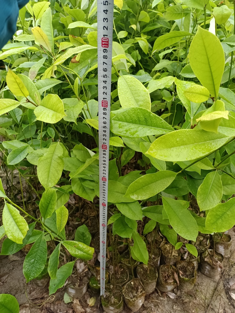 火力楠杯苗，火力楠袋苗，自家苗圃，基地直发