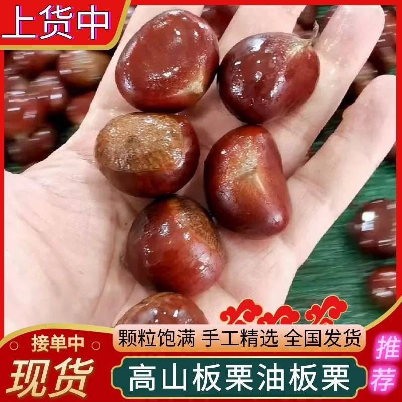《山东高山板栗》油板栗/个头大颗粒饱/手工精选/全国发货
