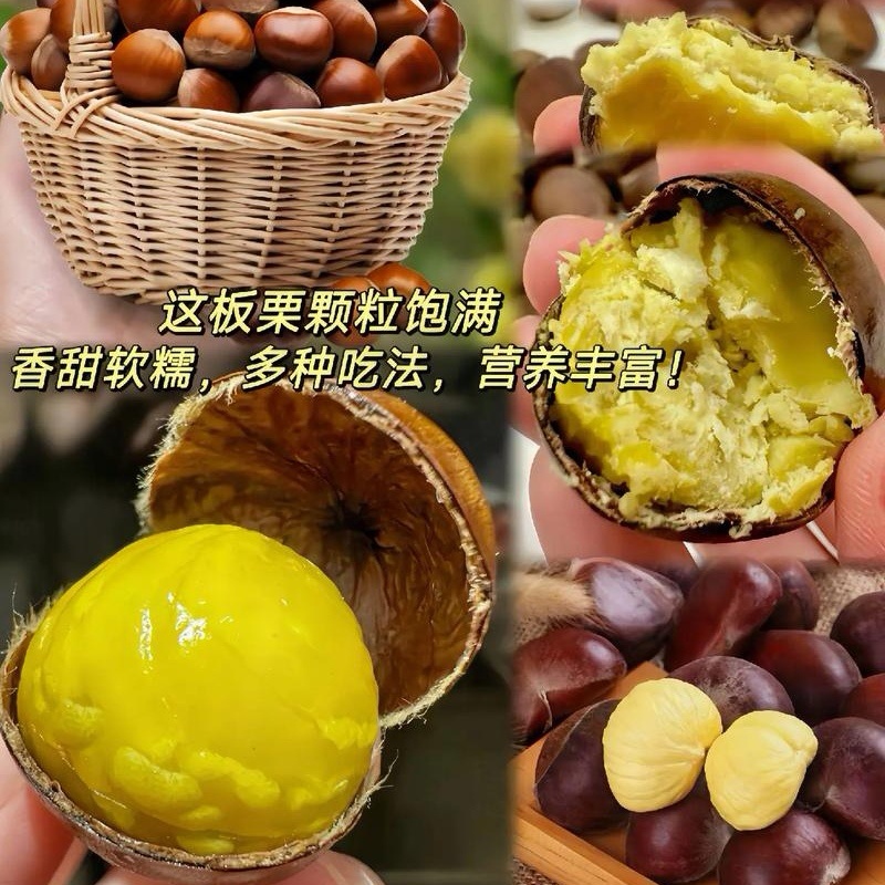 《山东高山板栗》油板栗/个头大颗粒饱/手工精选/全国发货