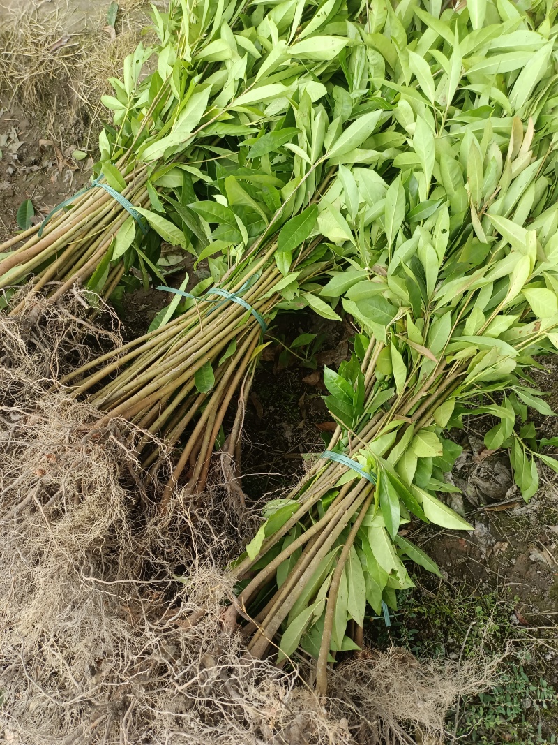 木荷裸根苗，地苗，原生苗