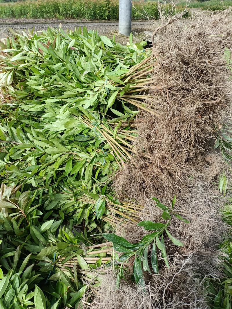 木荷裸根苗，地苗，原生苗