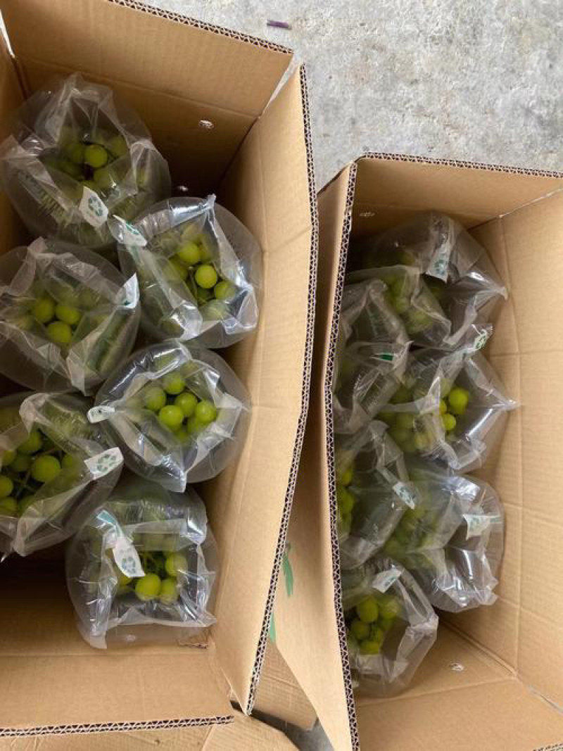阳光玫瑰大量有货一手货源价格优惠欢迎联系