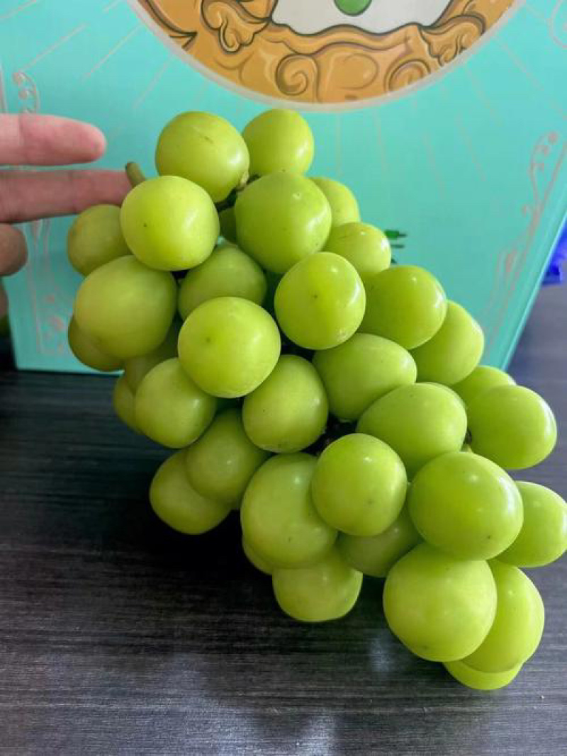 阳光玫瑰大量有货一手货源价格优惠欢迎联系
