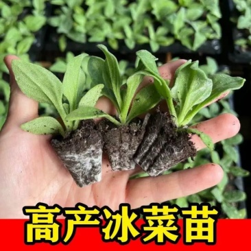 寿光高产冰菜苗冰草苗大叶冰菜小叶冰菜
