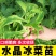 寿光高产冰菜苗冰草苗大叶冰菜小叶冰菜