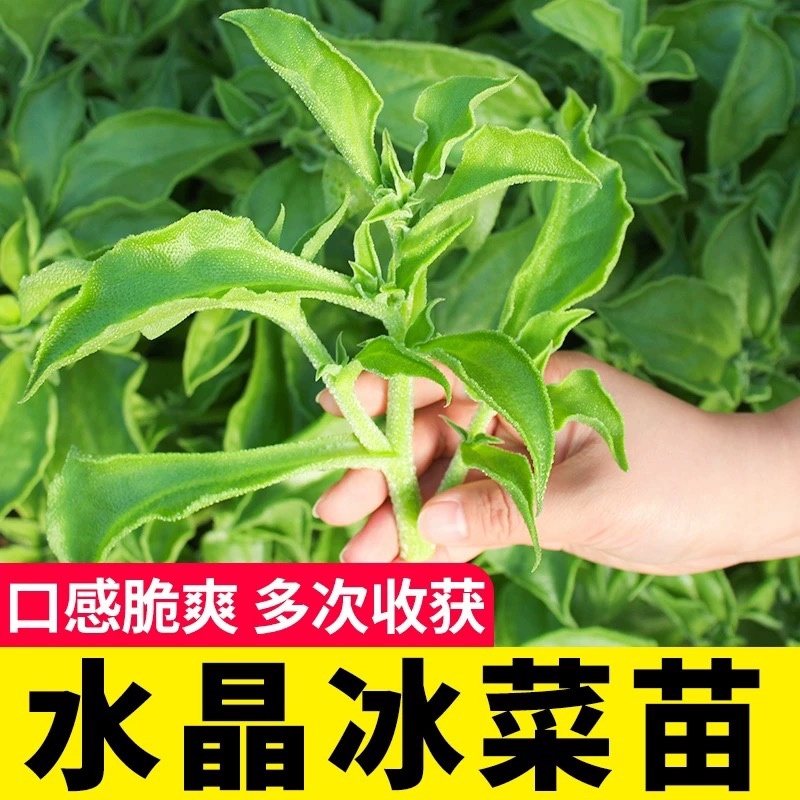 寿光高产冰菜苗冰草苗大叶冰菜小叶冰菜