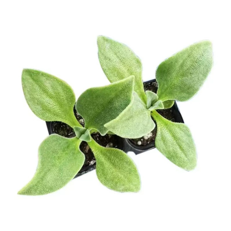 寿光高产冰菜苗冰草苗大叶冰菜小叶冰菜
