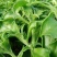 寿光高产冰菜苗冰草苗大叶冰菜小叶冰菜