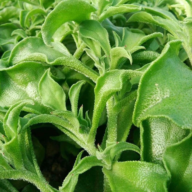 寿光高产冰菜苗冰草苗大叶冰菜小叶冰菜