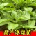 寿光高产冰菜苗冰草苗大叶冰菜小叶冰菜