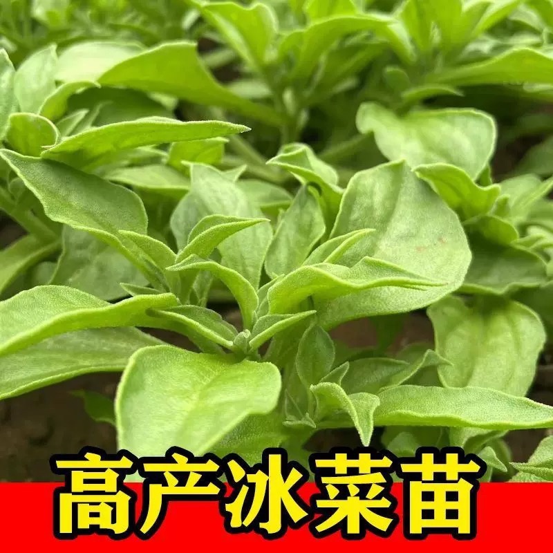 寿光高产冰菜苗冰草苗大叶冰菜小叶冰菜