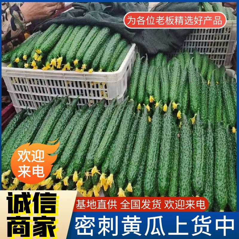 《精选》密刺黄瓜/山东黄瓜/品质保证/价格优惠/代发全国