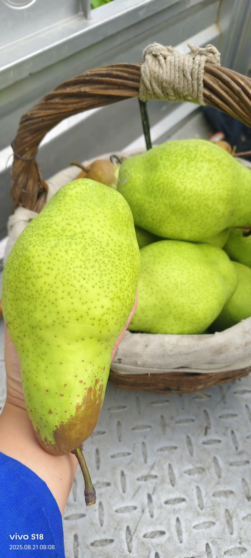 香蕉梨