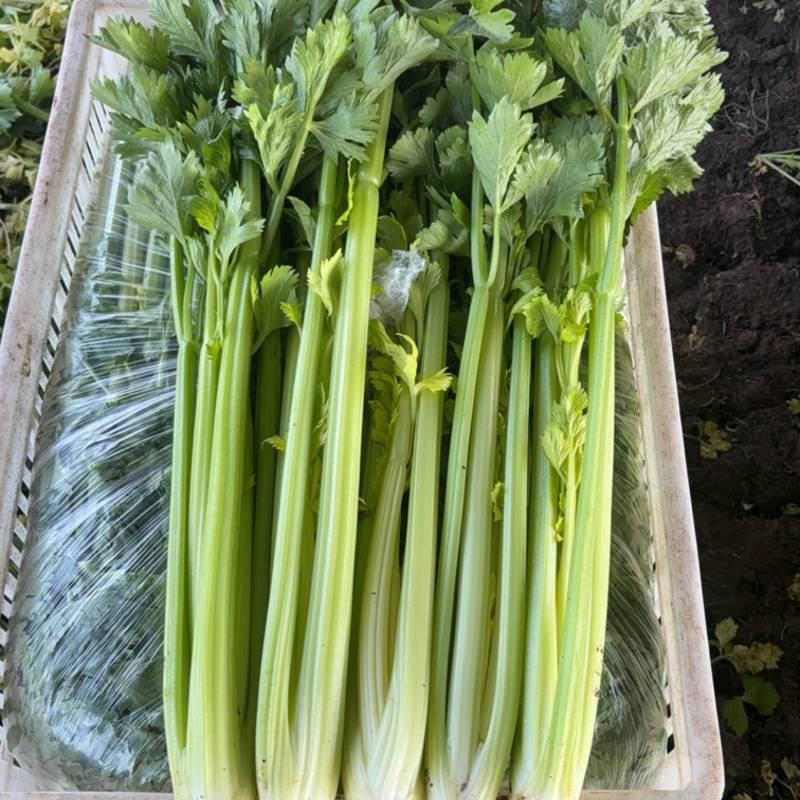 芹菜，要的联系