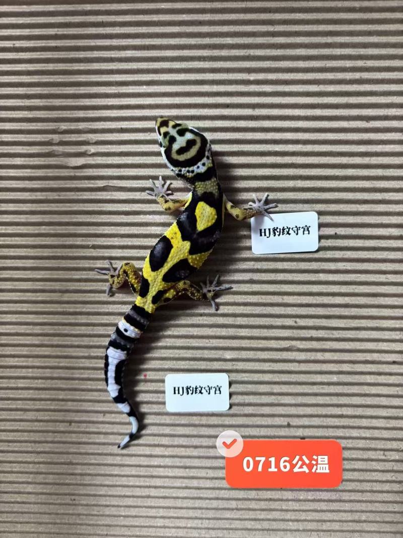 豹纹守宫