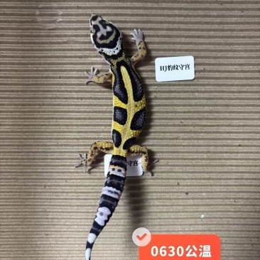 豹纹守宫