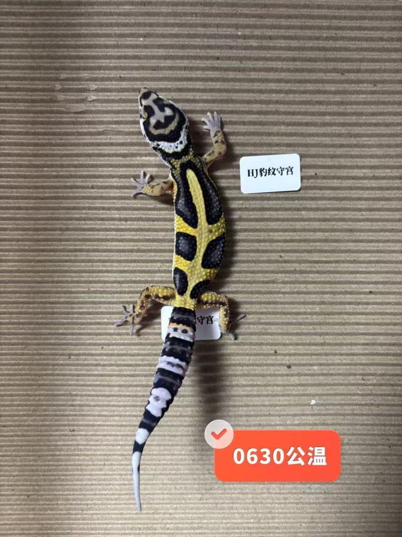 豹纹守宫