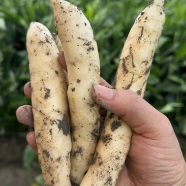无渣竹芋！冬粉薯！