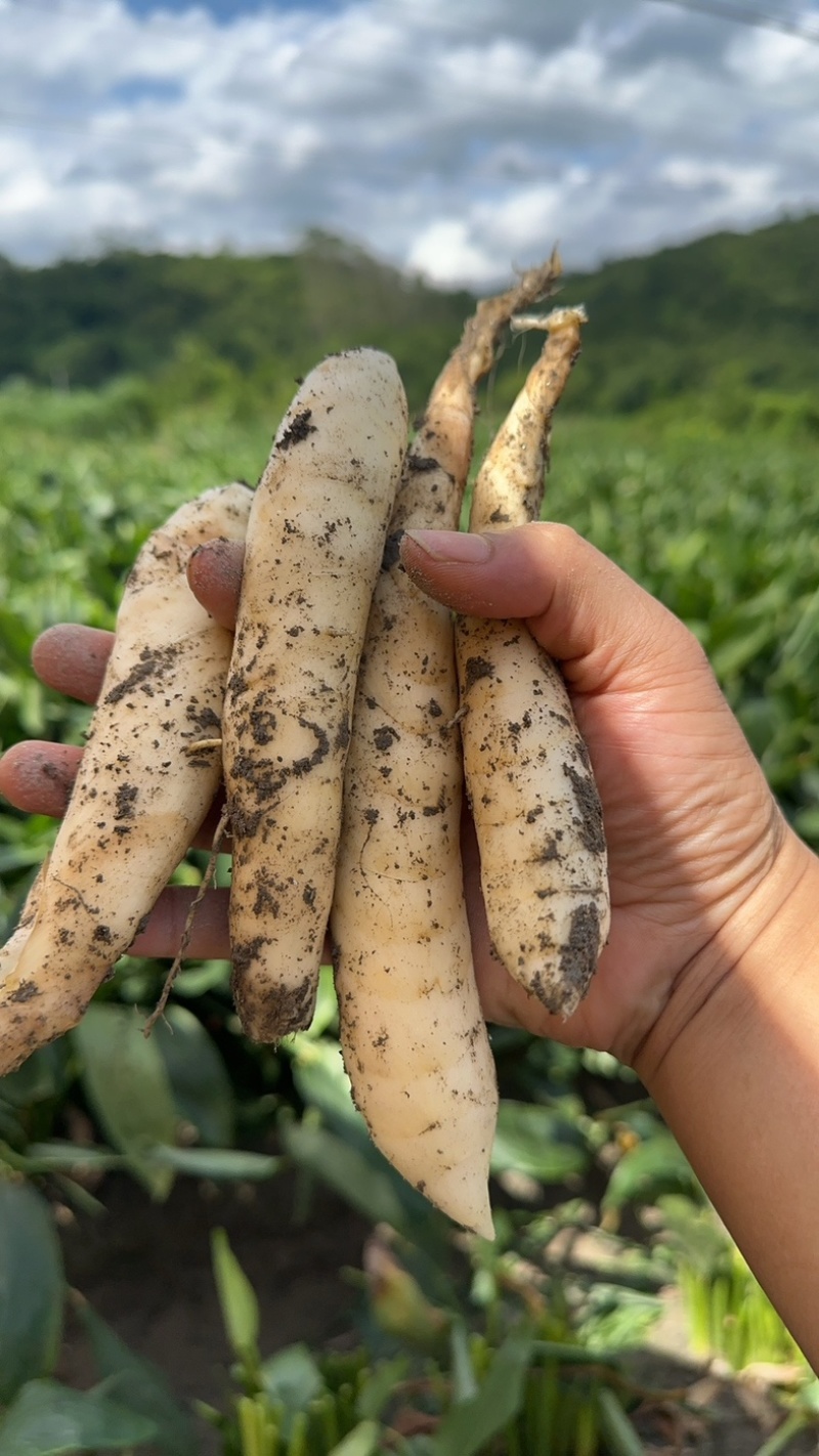 无渣竹芋！冬粉薯！