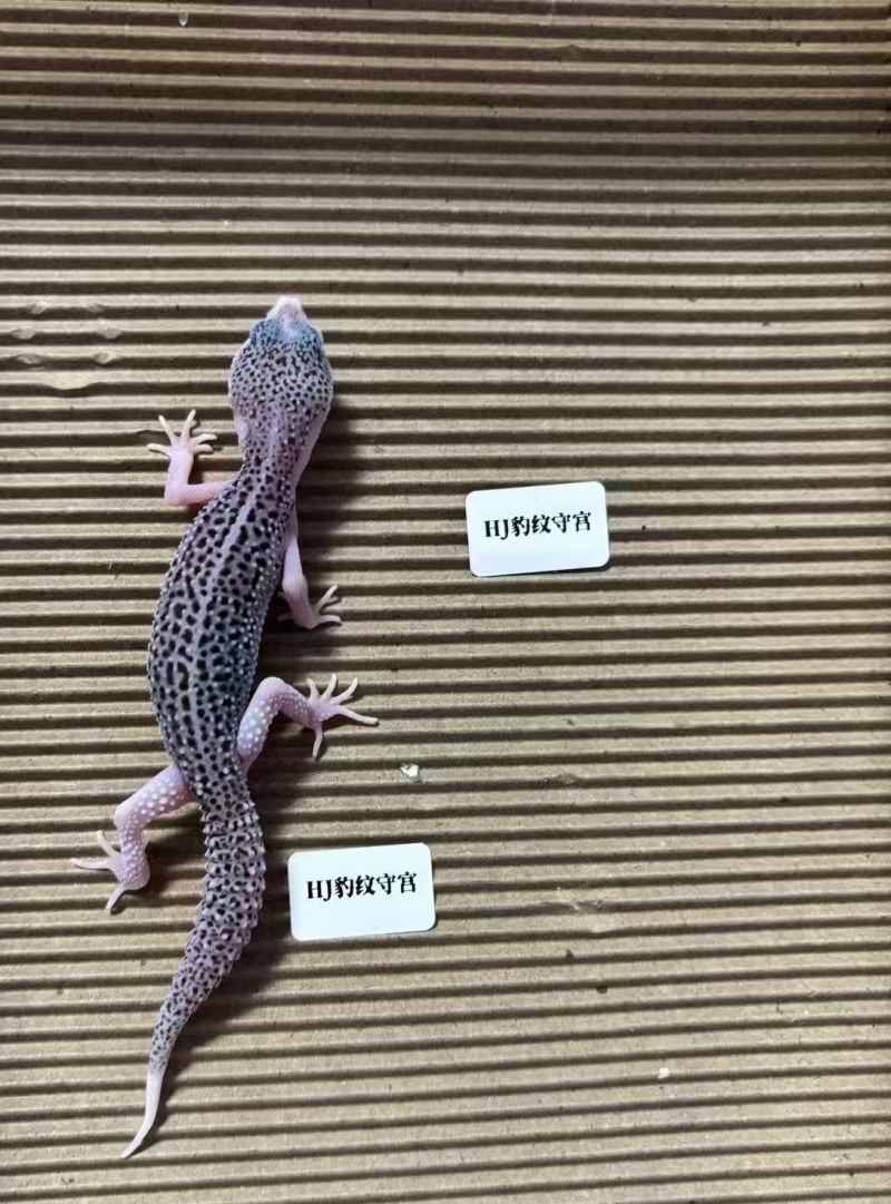 爬宠
