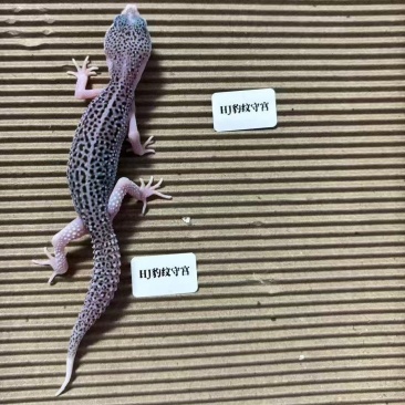 爬宠