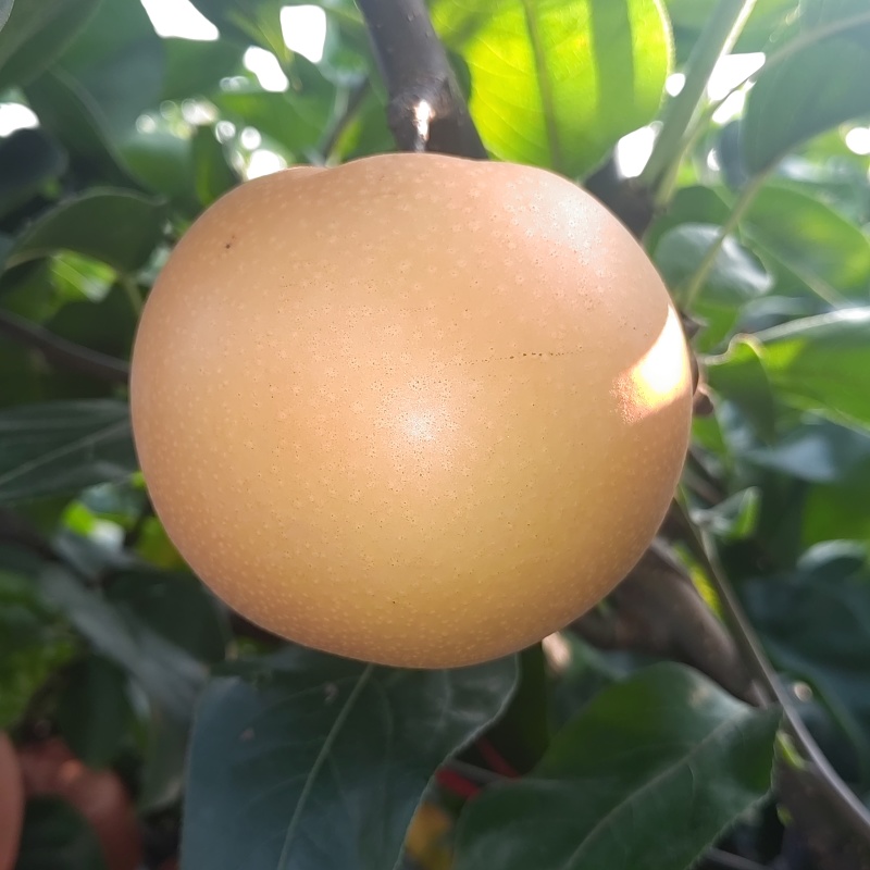 正宗胶东小沽河畔秋月梨