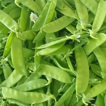 翠美甜白花荷兰豆种子清香脆嫩高产耐寒抗病商品性