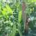翠美甜白花荷兰豆种子清香脆嫩高产耐寒抗病商品性