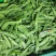 翠美甜白花荷兰豆种子清香脆嫩高产耐寒抗病商品性