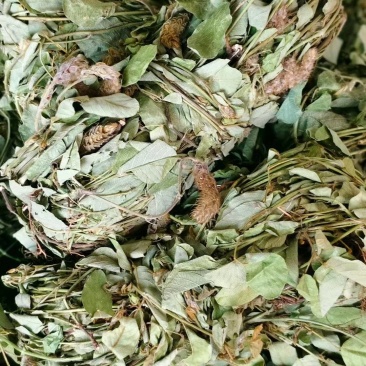 狸尾草广西产地直发