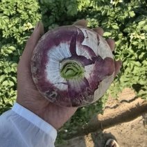 【精品】紫皮洋葱大量有货供应全国质量保证