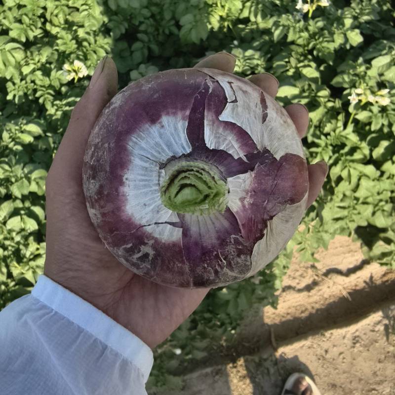 【精品】紫皮洋葱大量有货供应全国质量保证