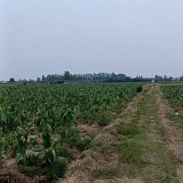 红芽芋头大中小