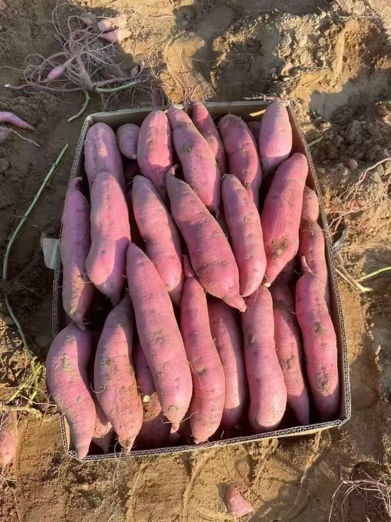 【实力代办】内蒙古精品烟薯25大量供应品质保证精选