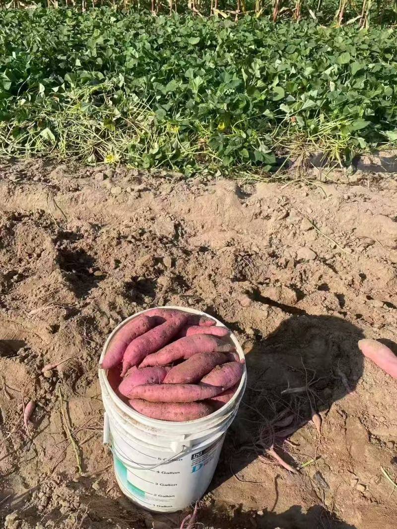 【实力代办】内蒙古精品烟薯25大量供应品质保证精选