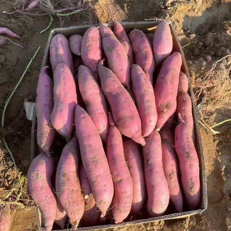 【实力代办】内蒙古精品烟薯25大量供应品质保证精选