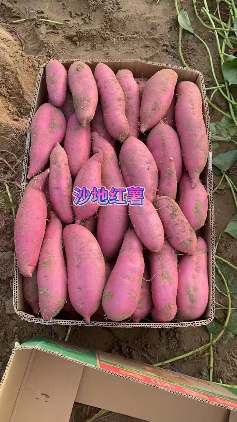 【实力代办】内蒙古精品烟薯25大量供应品质保证精选