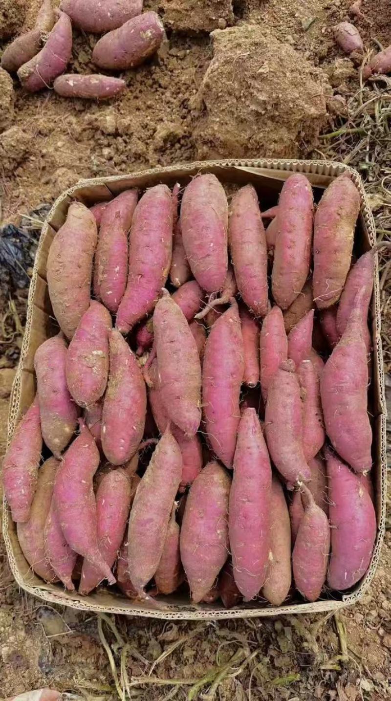 【实力代办】内蒙古精品烟薯25大量供应品质保证精选