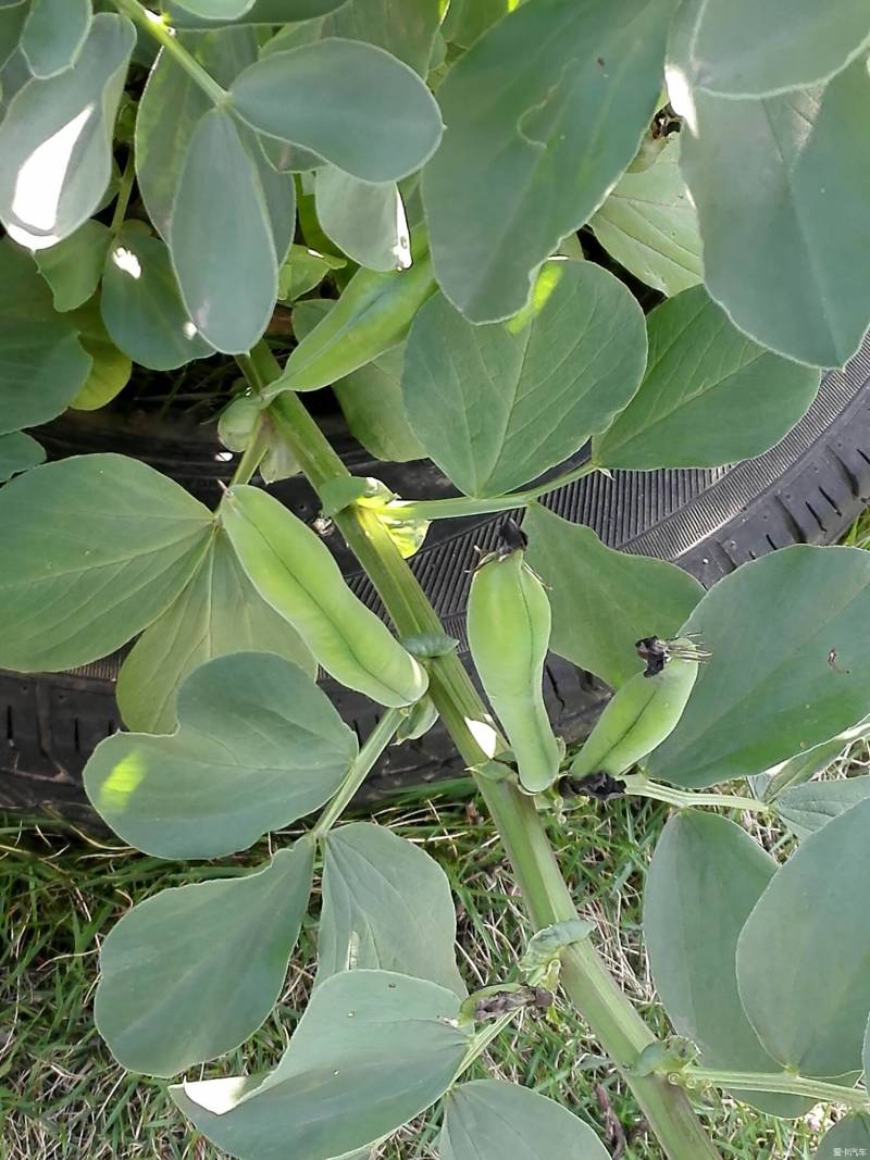 日本大白皮蚕豆种子大板胡豆种籽大粒高产口感绵软香糯