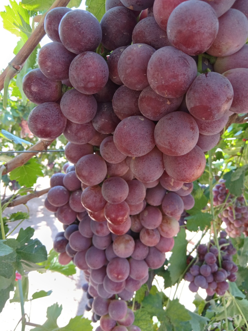露地沙漠种植红提‘