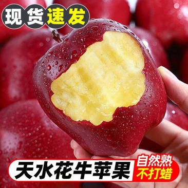 花牛苹果大量供应中对接市场档口商超一条龙服务欢迎老板来电