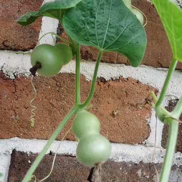 小葫芦