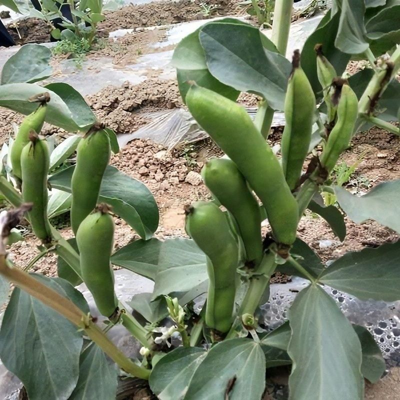 海青一号蚕豆种子优质高产耐寒抗病商性佳农家秋季播种