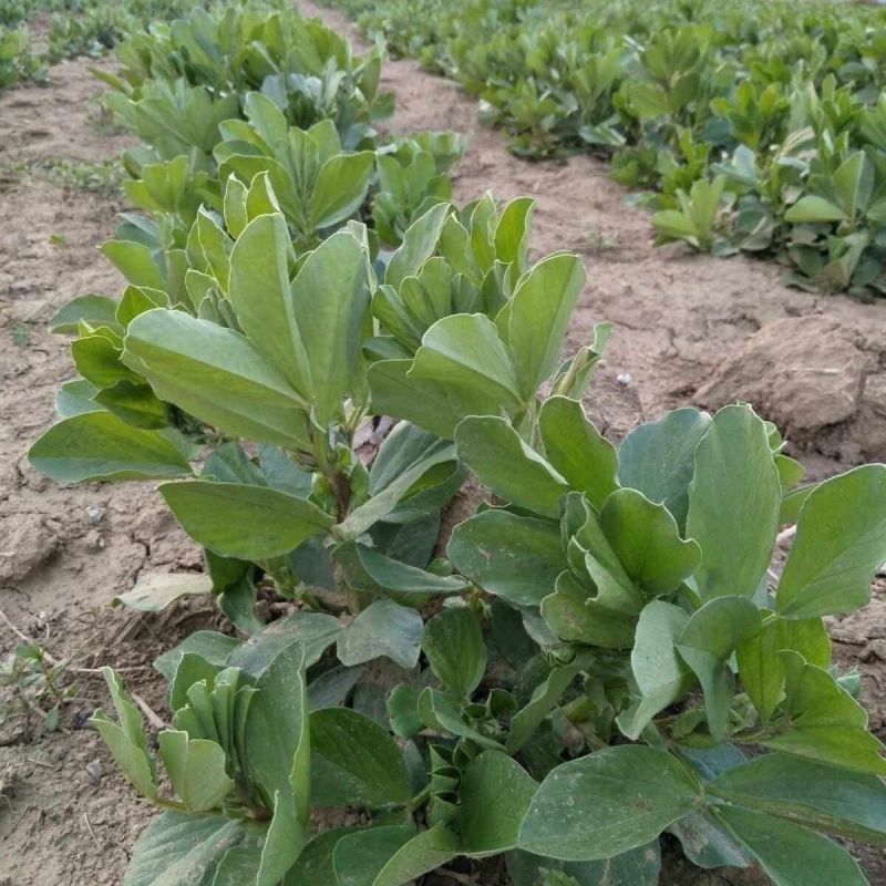 海青一号蚕豆种子优质高产耐寒抗病商性佳农家秋季播种