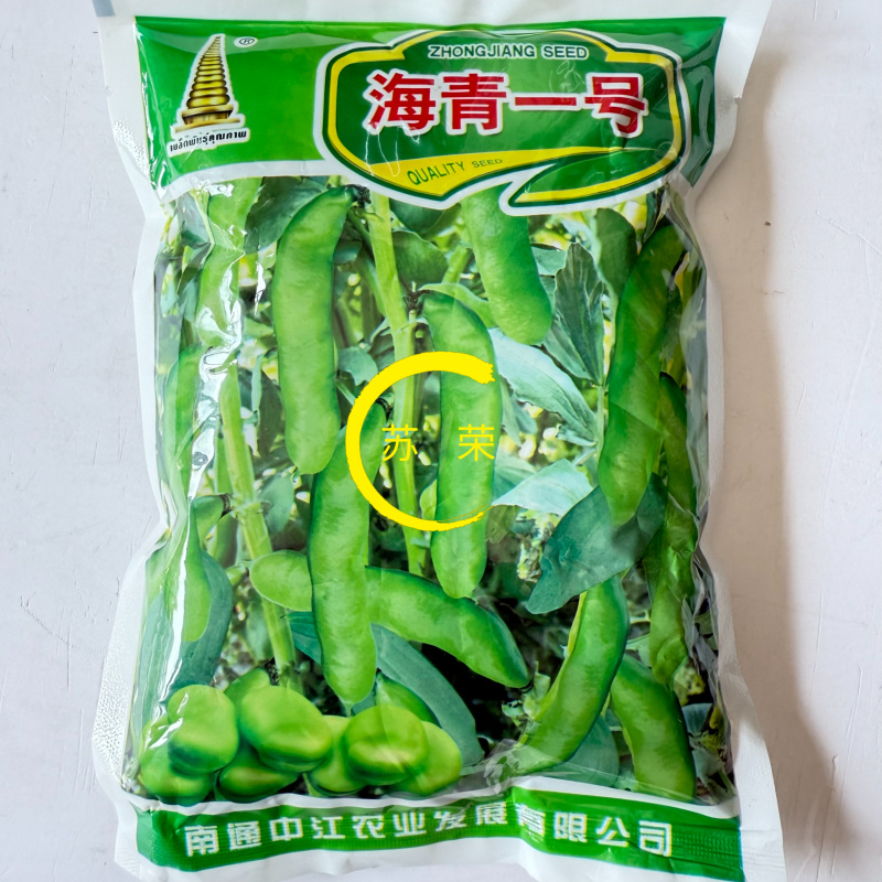 海青一号蚕豆种子优质高产耐寒抗病商性佳农家秋季播种