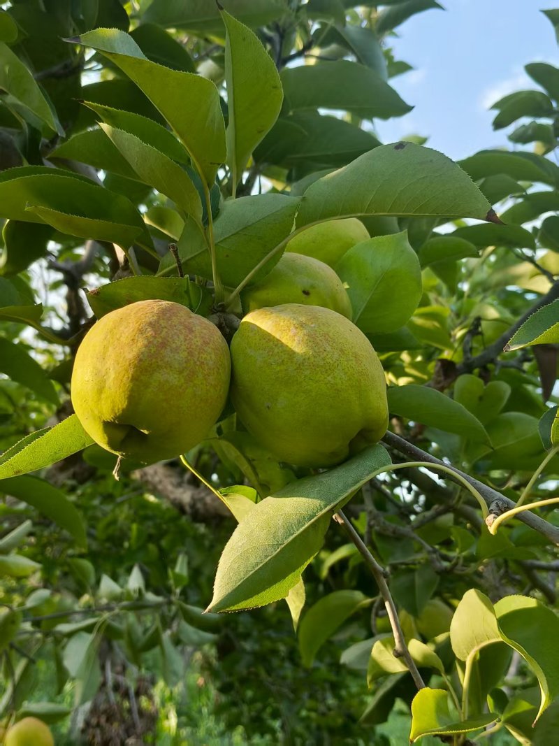 库尔勒香梨