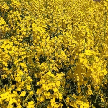 硕油985油菜种子原装高产抗病甘蓝型206天出油率高秋播