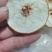 正宗无硫赵县雪梨干低温烘干技术无硫加工健康量大价格可以谈