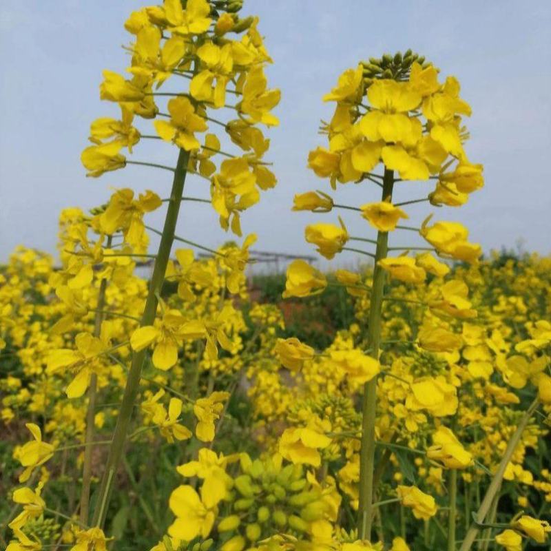 沣油杂979油菜种子秋季高产油多矮杆不倒伏油菜花孑