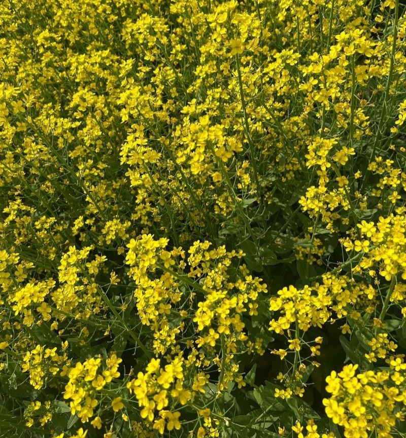 沣油杂979油菜种子秋季高产油多矮杆不倒伏油菜花孑